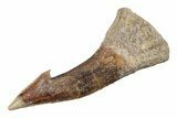 Fossil Sawfish (Onchopristis) Rostral Barb - Morocco #289433-1